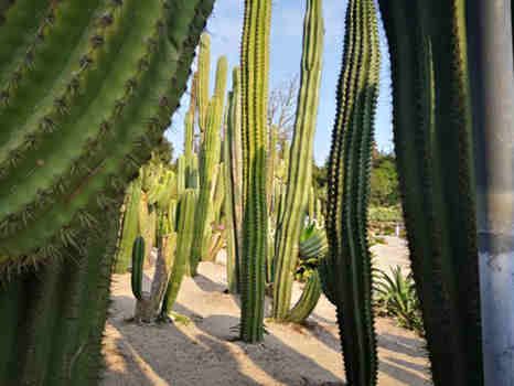 Prickly Pear Extract.jpg